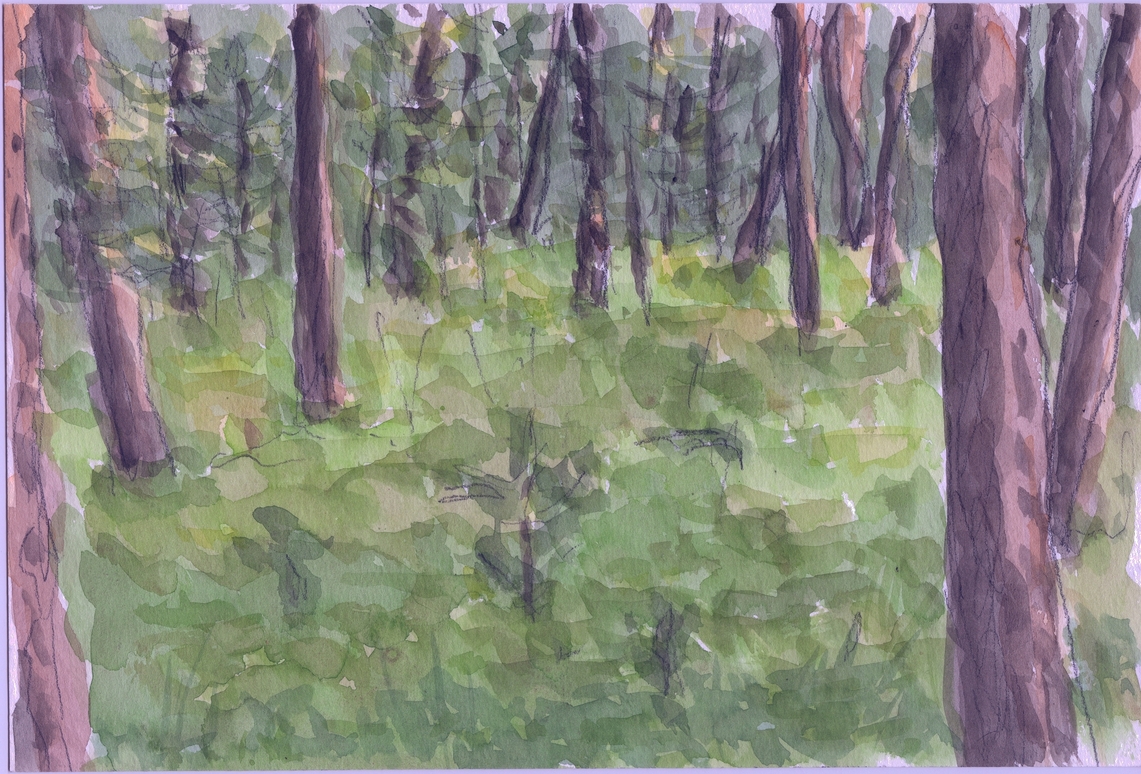 A watercolour of pines trees in forest.