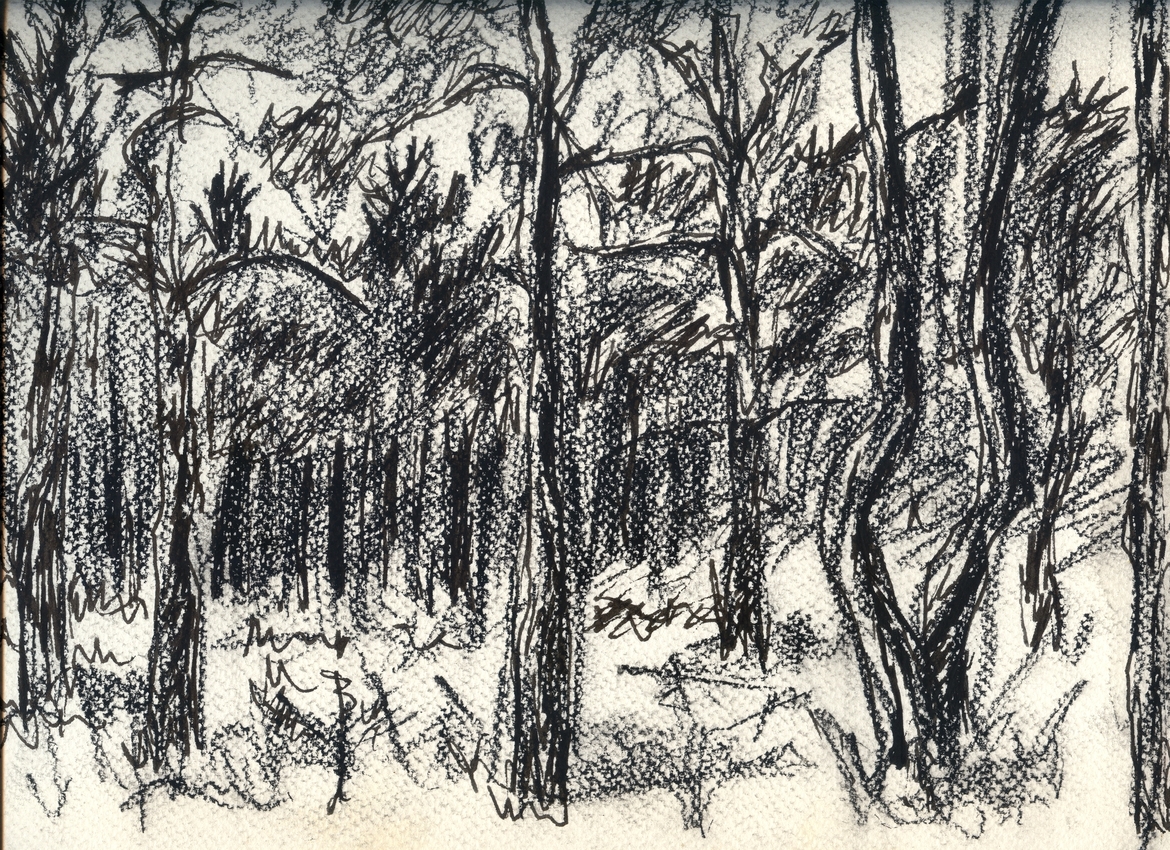 A pencil drawing of pines trees in forest.