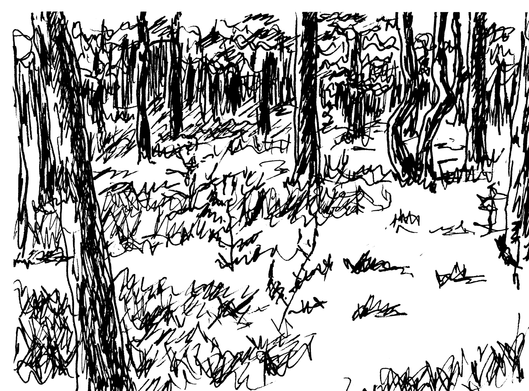An ink drawing of pines trees in forest.